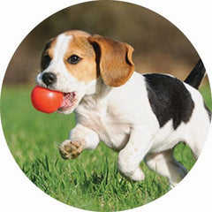 Fridge Magnets Custom Shapes - Promotional Products